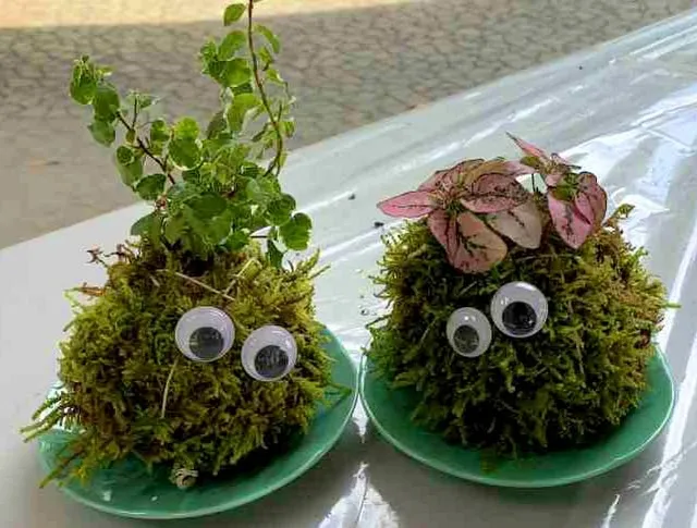 かわいいコケ玉をつくろう！2026