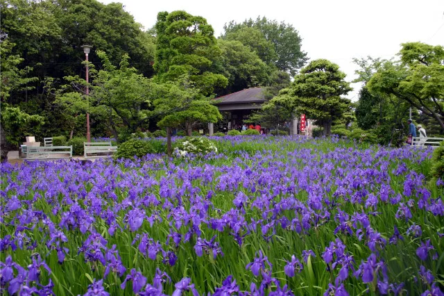 史跡八橋かきつばたまつり