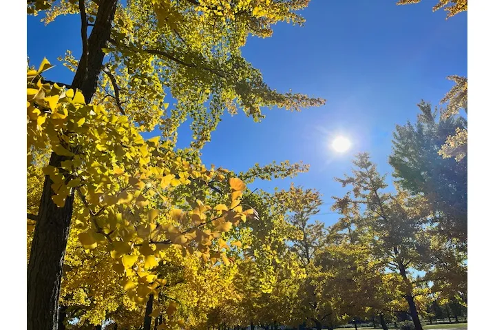加須はなさき公園の紅葉情報_1