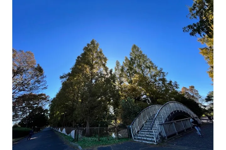 加須はなさき公園の紅葉情報_2