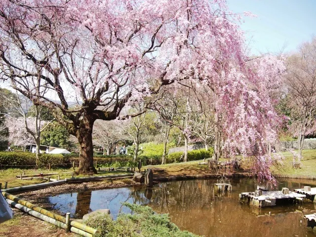 真鶴しだれ桜の宴_1