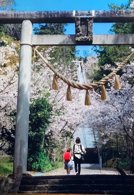 【桜・見ごろ】高松神社