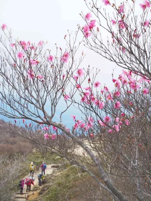 【花・見ごろ】御在所ロープウエイ アカヤシオ