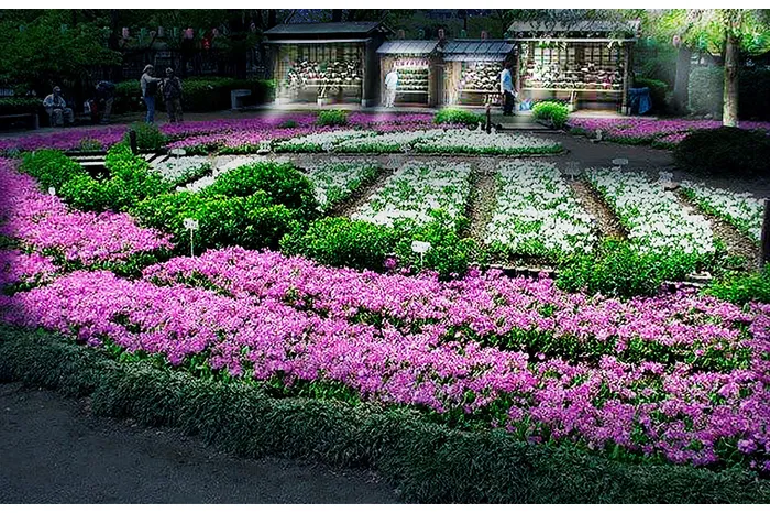 花と光のムーブメント　浮間公園×チューリップ_5
