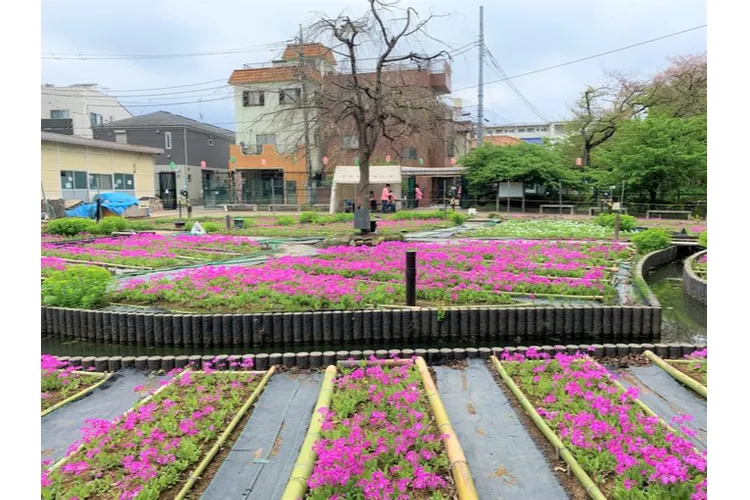 花と光のムーブメント　浮間公園×チューリップ_6