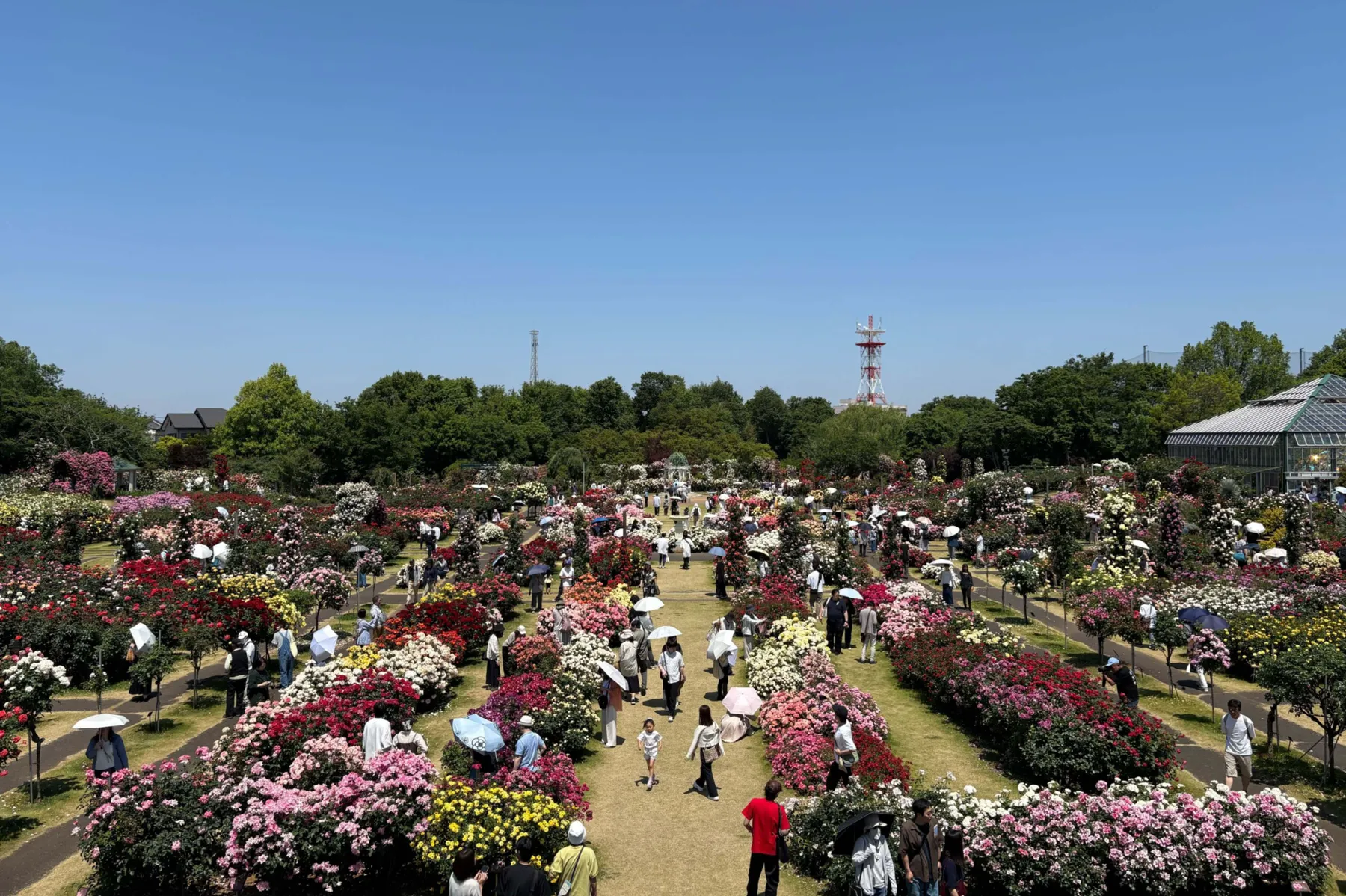 京成バラ園｢パレット オブ カーニバル」_1