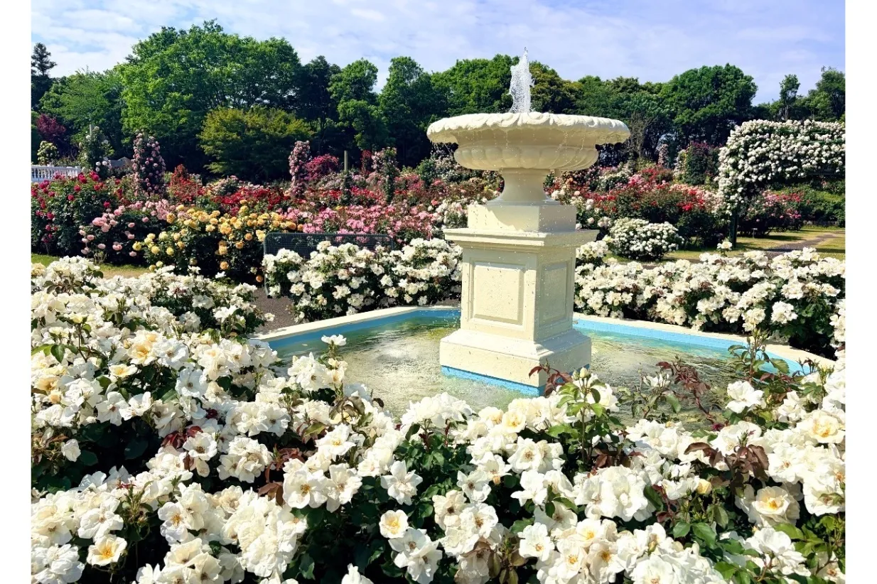京成バラ園｢パレット オブ カーニバル」_14
