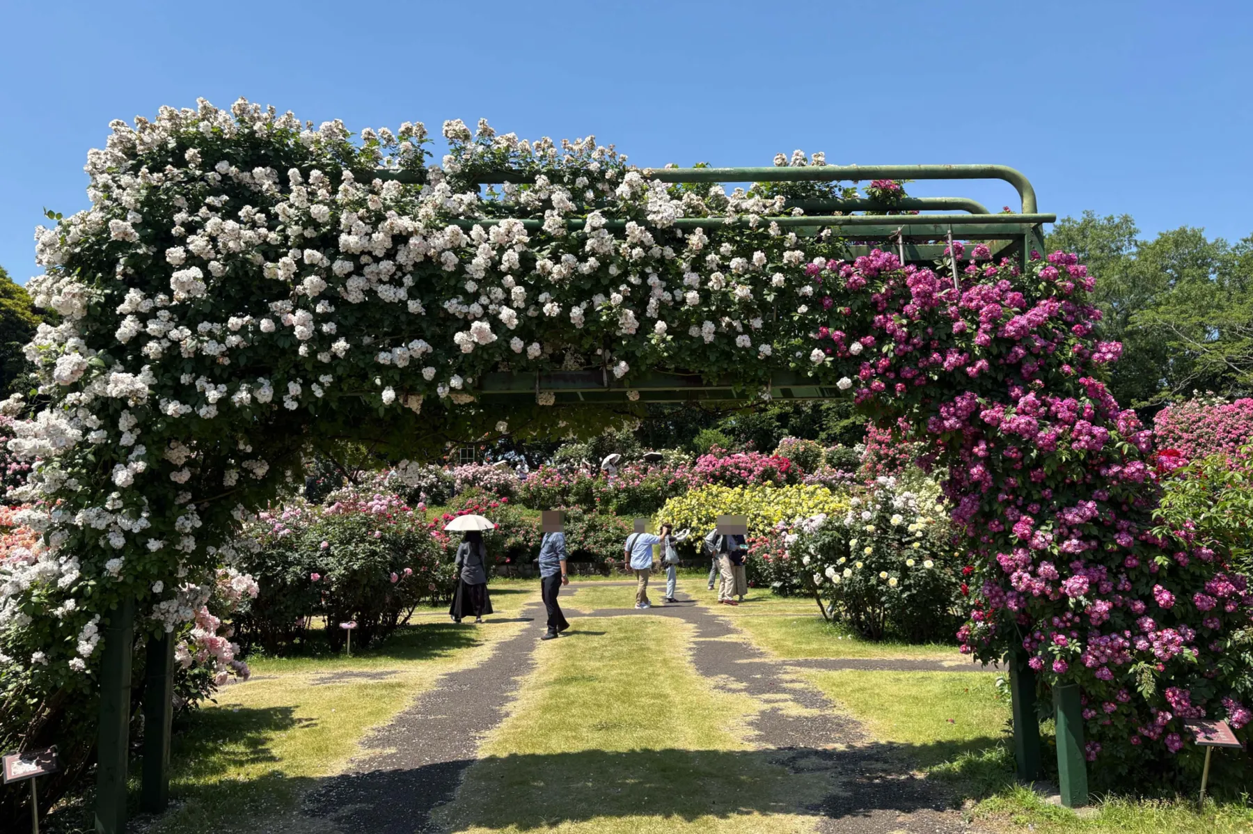 京成バラ園｢パレット オブ カーニバル」_2