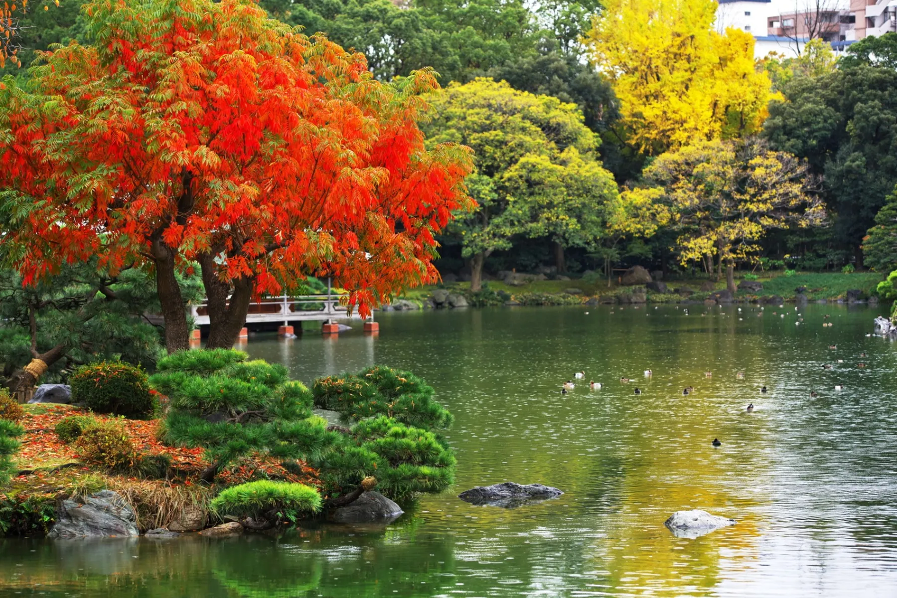 Autumn in TOKYO_3