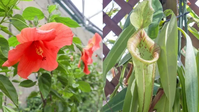 ハイビスカス＆食虫植物展