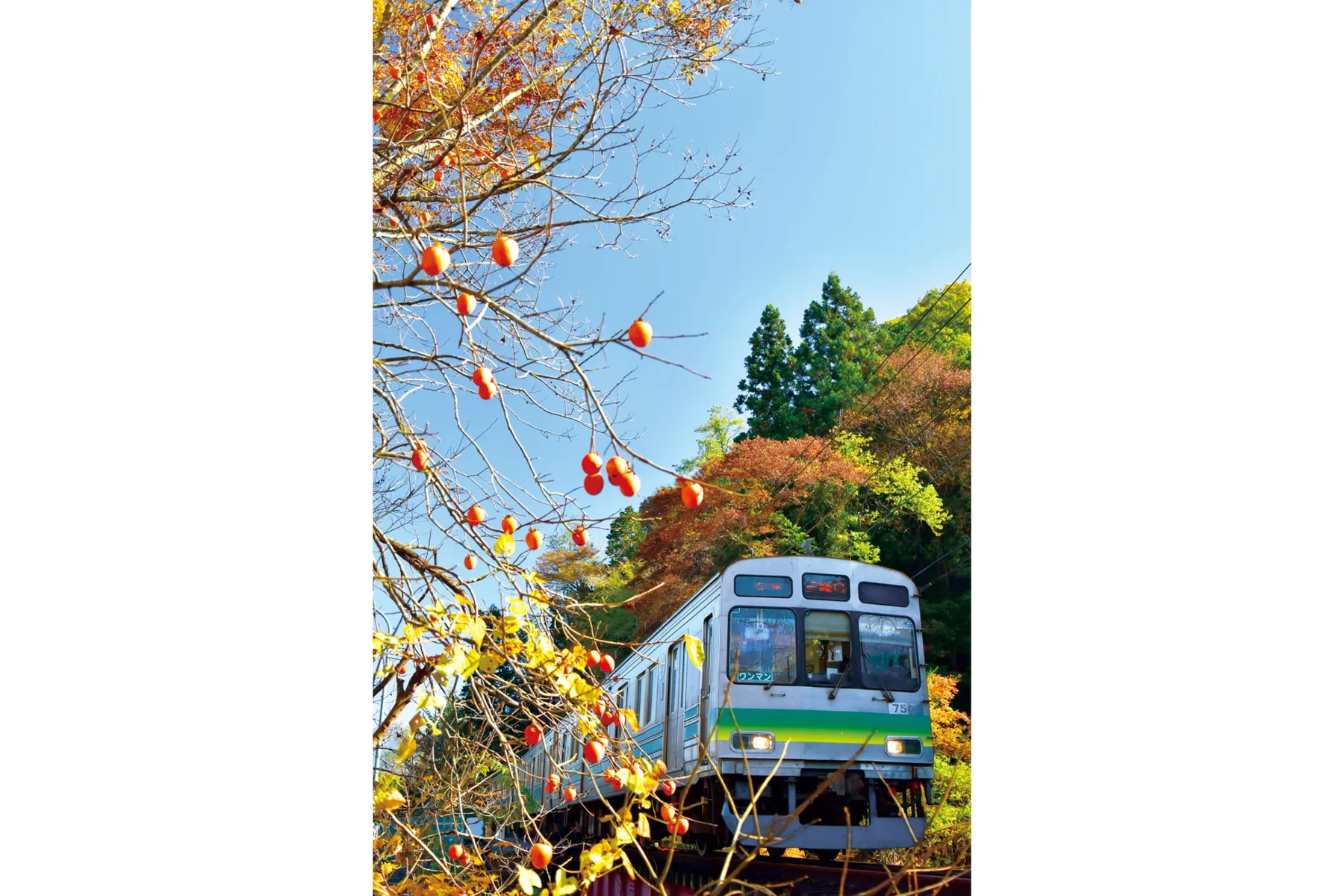 長瀞駅の紅葉情報_1