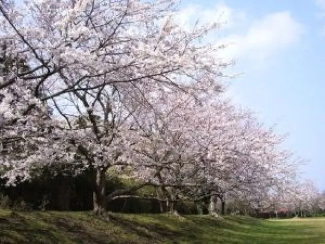 【桜・見ごろ】大房岬自然公園