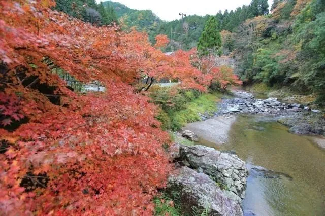 【紅葉・見ごろ】玉川峡