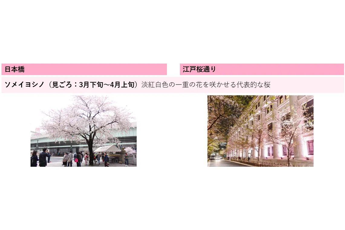 SAKURA FES NIHONBASHI 2026_16