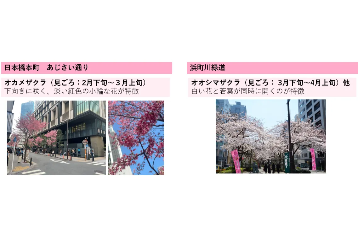 SAKURA FES NIHONBASHI 2026