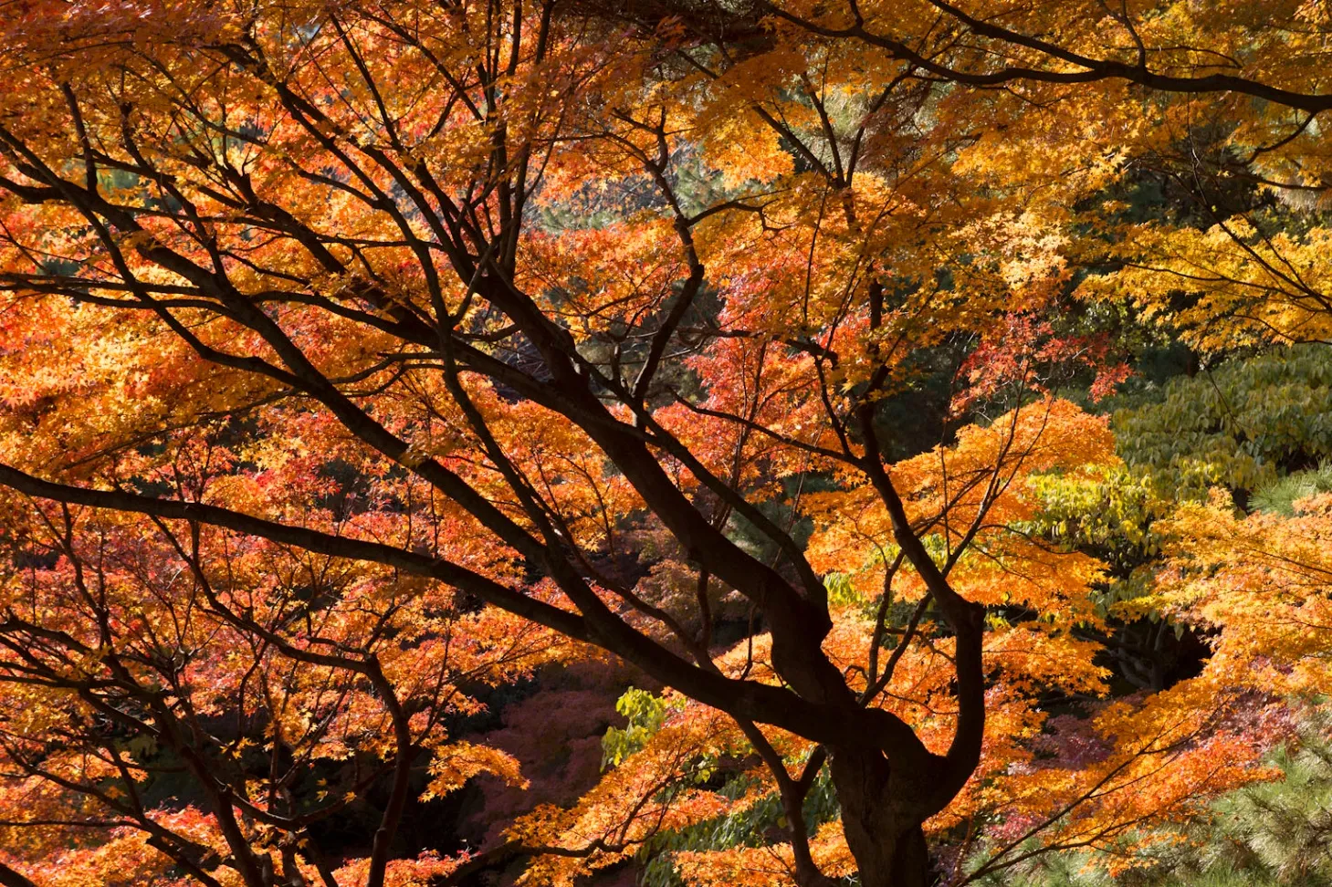 御殿山庭園の紅葉情報_1