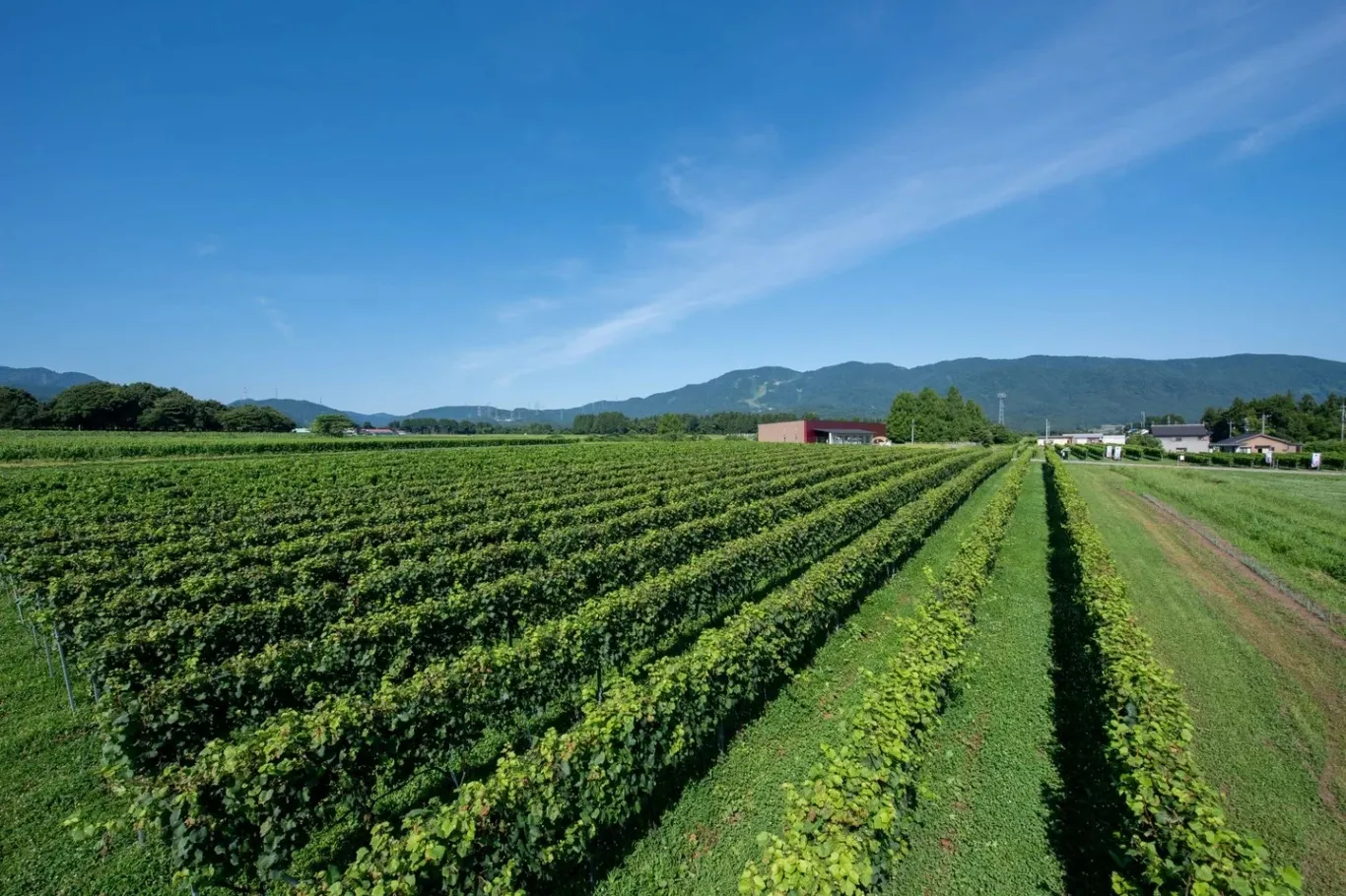 TORANOMON HILLS WINE FES_5