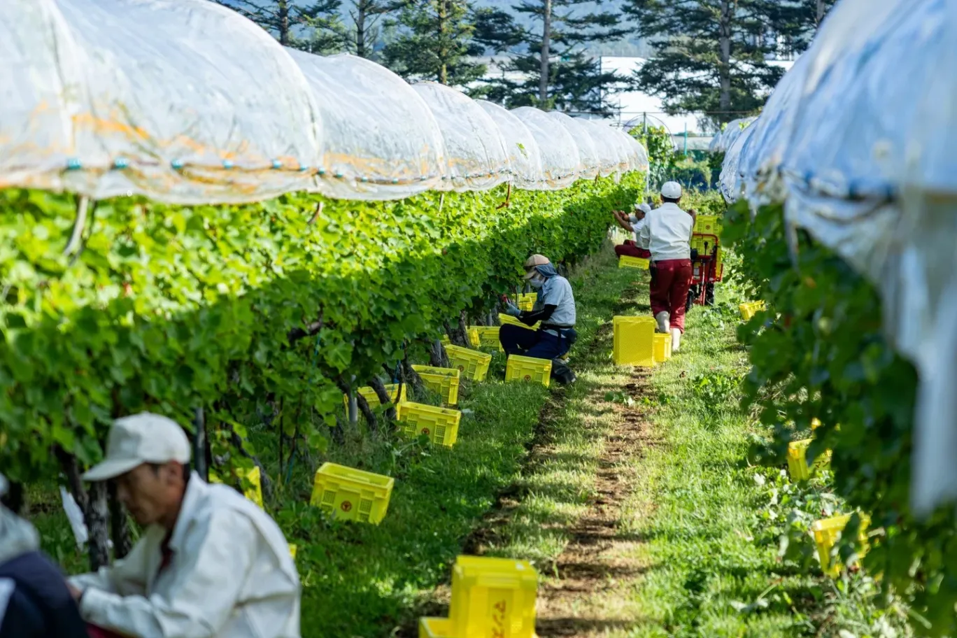 TORANOMON HILLS WINE FES_8