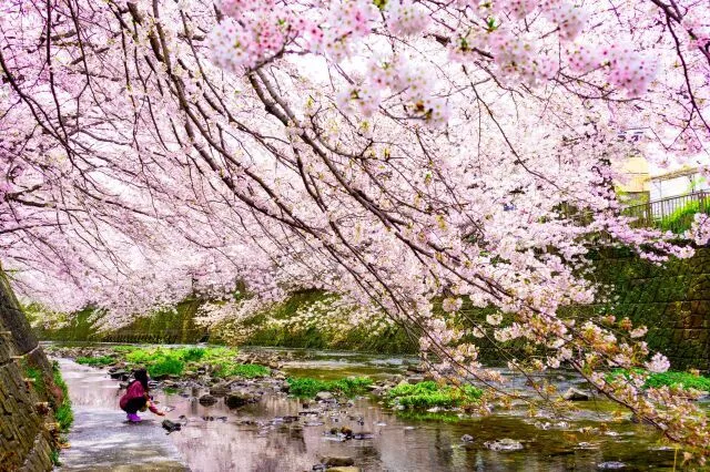 【桜・見ごろ】恩田川