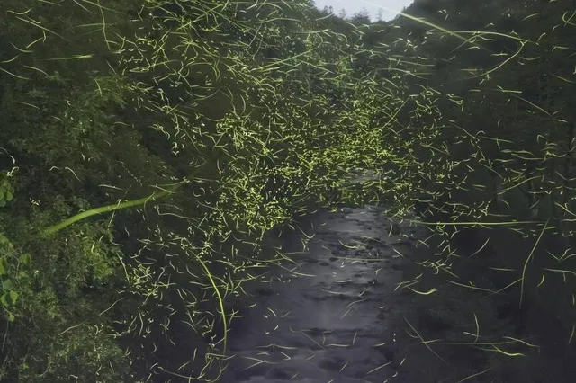 手打ち蕎麦付き ほたる鑑賞ツアー