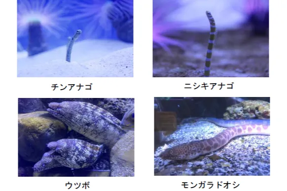 シーパラの年末年始_2