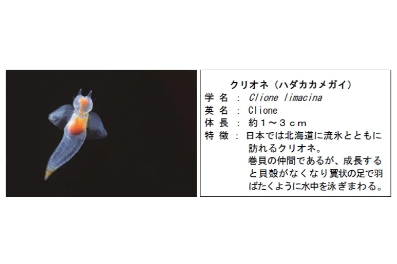 シーパラの年末年始_5