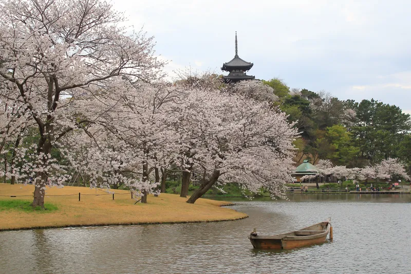 横浜のお花見 桜の名所22 レッツエンジョイ東京