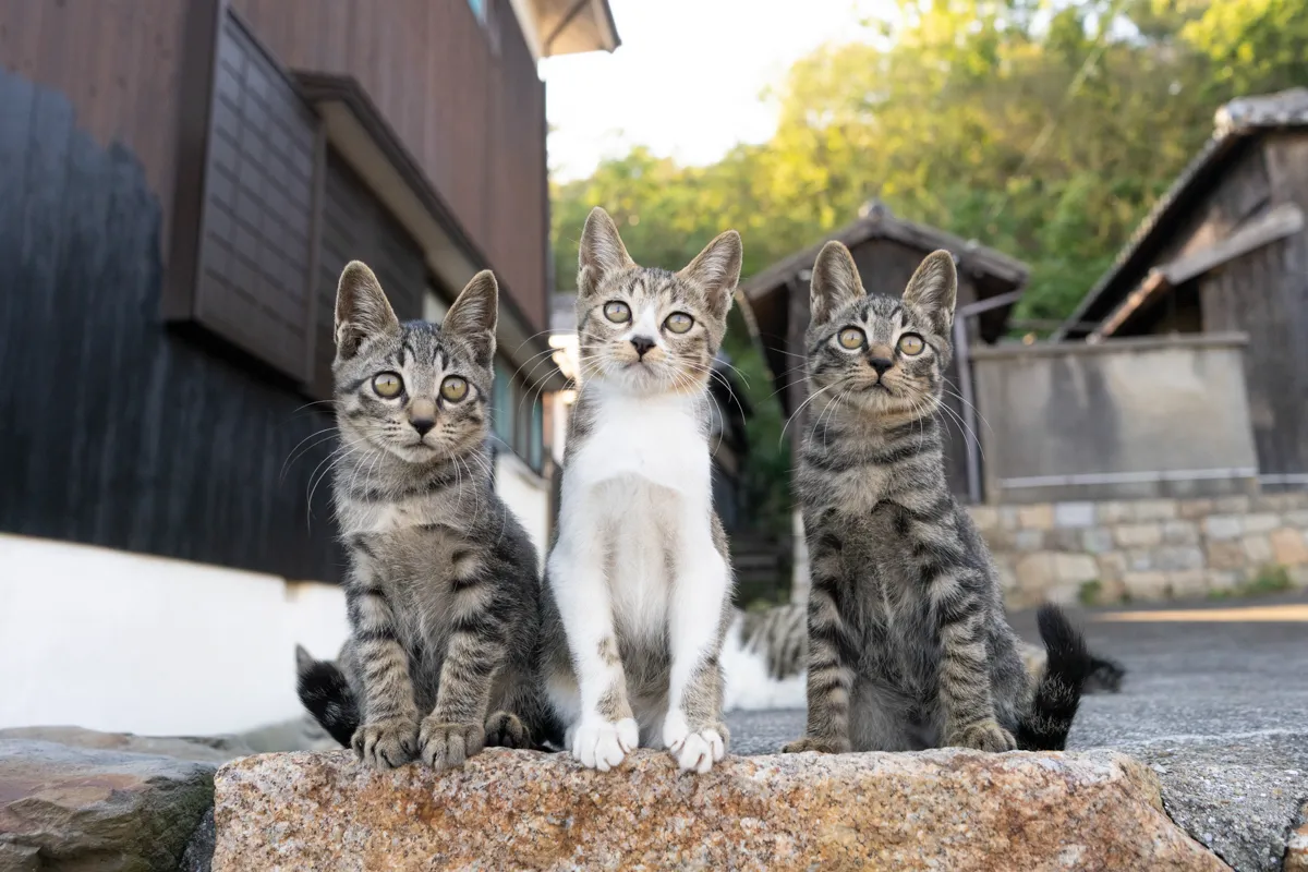 五十嵐 健太「飛び猫写真展」_10