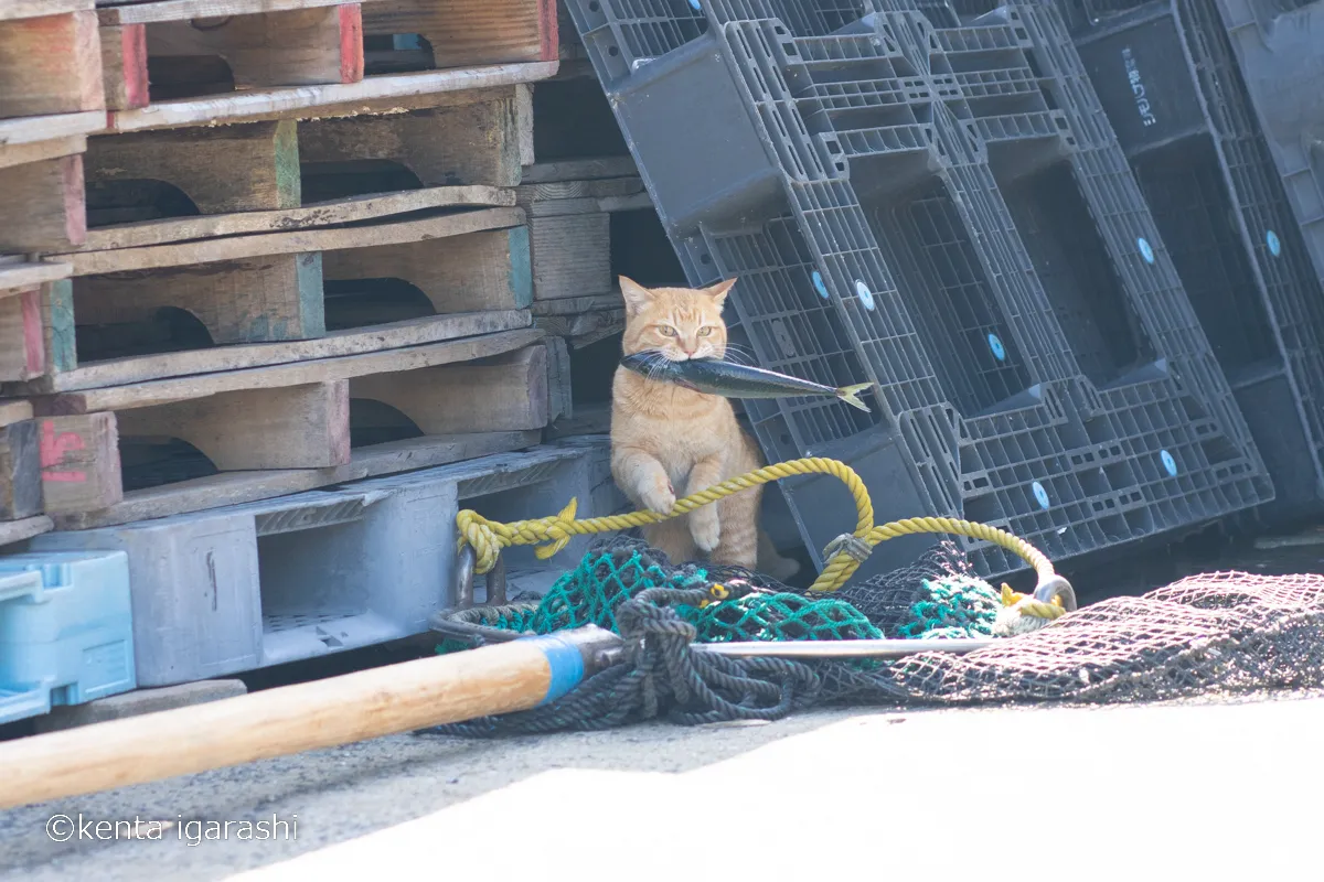 五十嵐 健太「飛び猫写真展」_12
