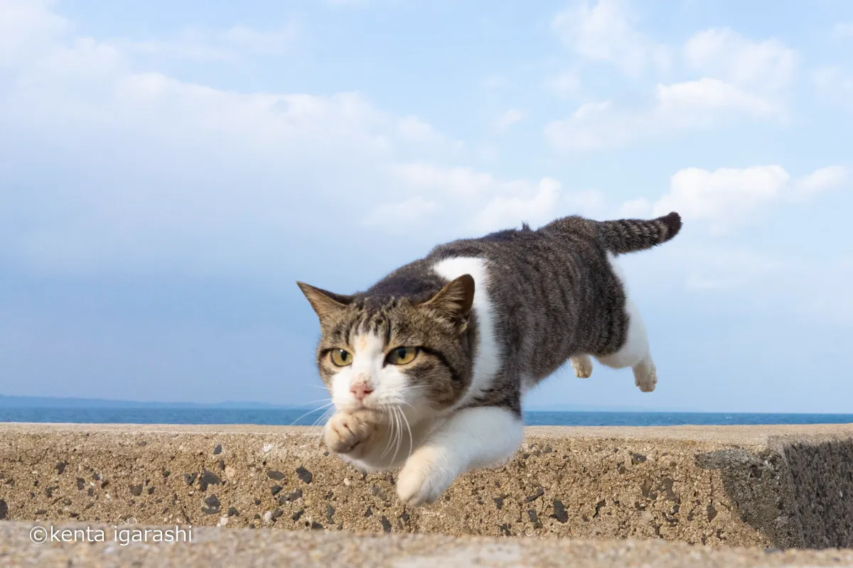 五十嵐 健太「飛び猫写真展」_14