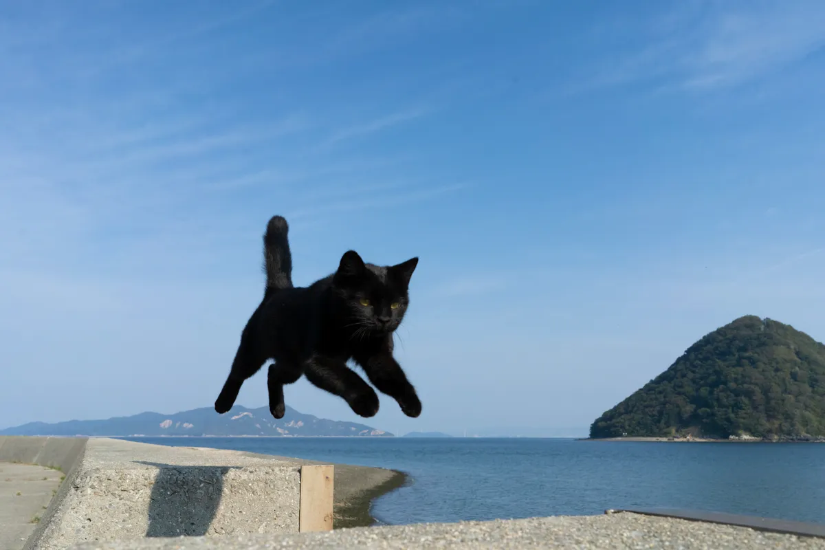 五十嵐 健太「飛び猫写真展」_15