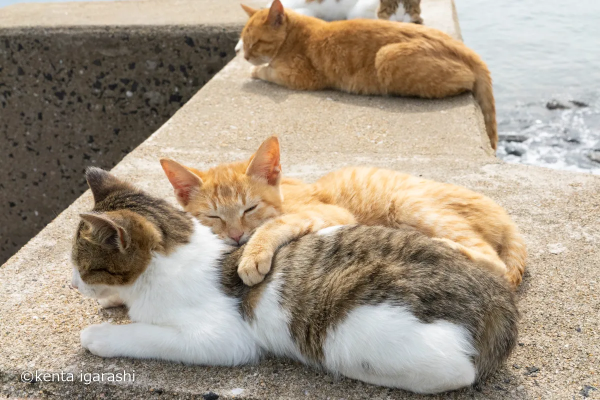 五十嵐 健太「飛び猫写真展」_7