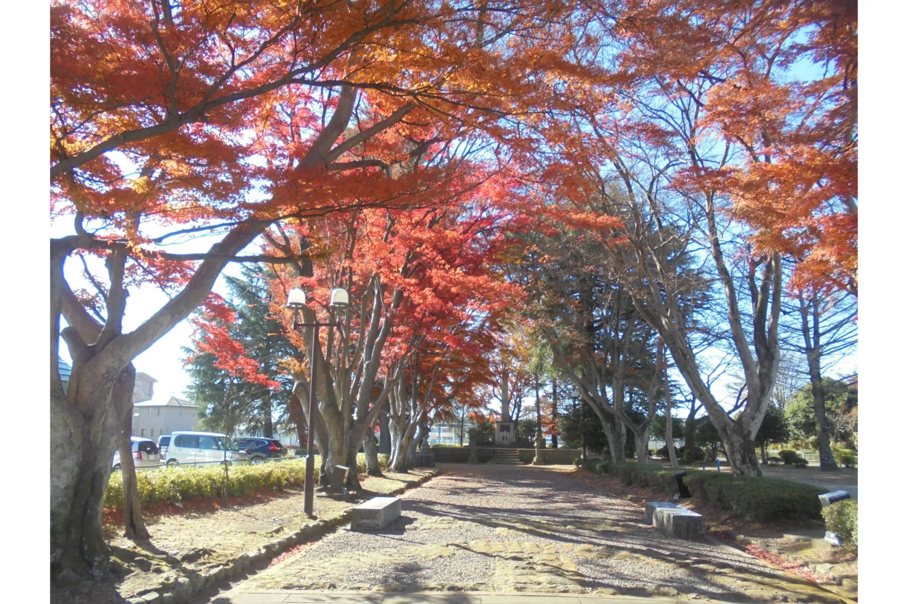 大山参道の紅葉情報_1