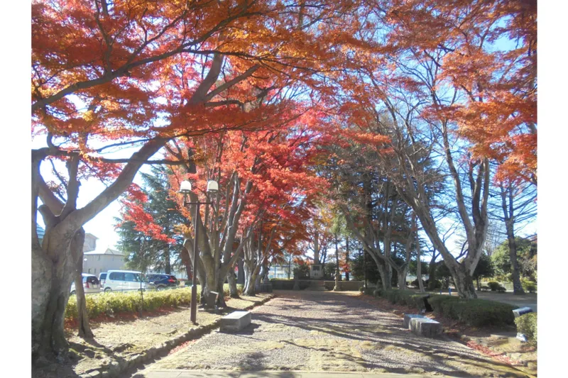 大山参道の紅葉情報_1