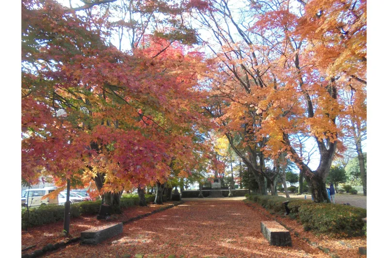 大山参道の紅葉情報_2