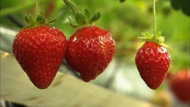 世羅幸水農園のいちご狩り