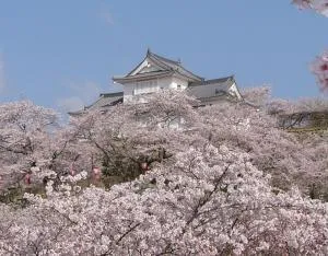 【桜・見ごろ】津山城（鶴山公園）