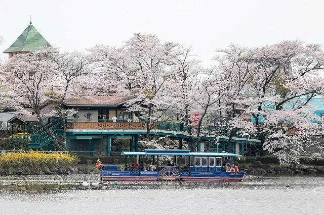 【桜・見ごろ】那須高原りんどう湖ファミリー牧場