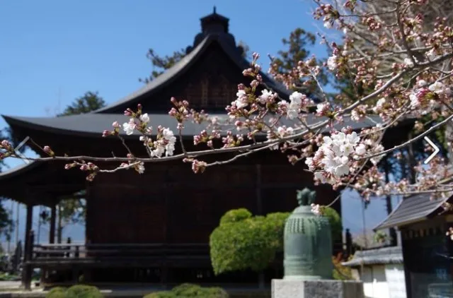 【桜・見ごろ】長谷寺