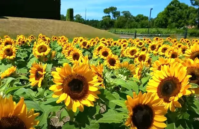【花・見ごろ】新庄総合公園 レガシーエリアのひまわり