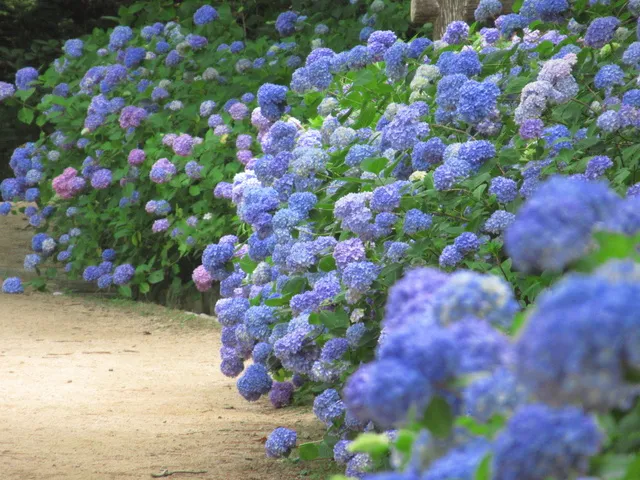 【あじさい・見ごろ】神戸市立森林植物園