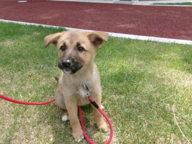広島県動物愛護センター 犬の譲渡会（7月）