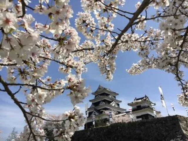 【桜・見ごろ】大洲城山公園
