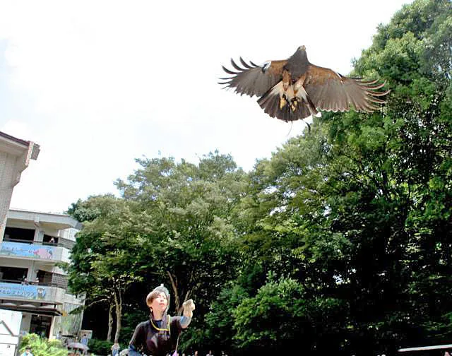 市川市動植物園　鷹匠によるタカのフライト実演
