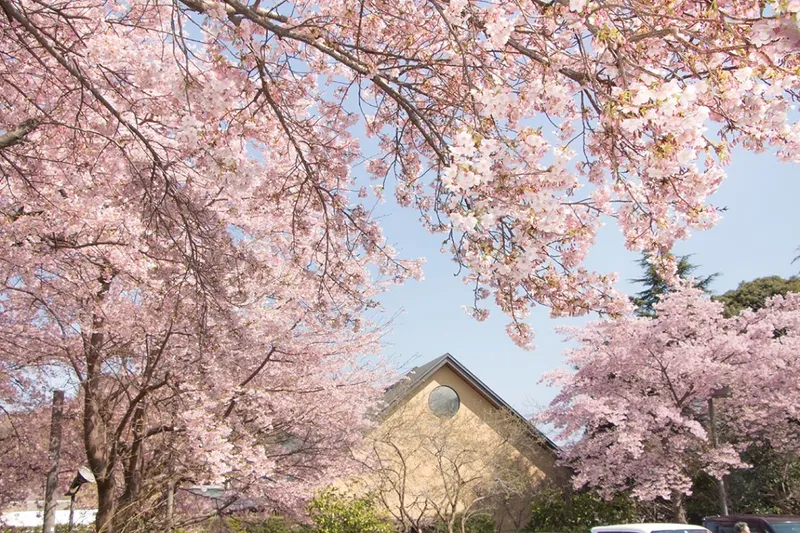 かまぼこの里は「大漁桜」の名所