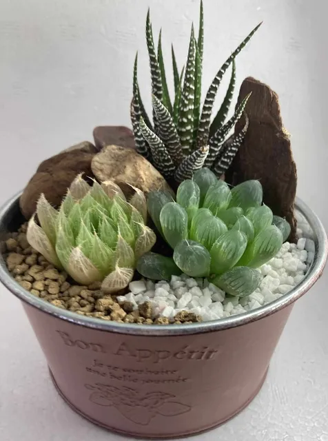光る多肉・ハオルチア＆造形美のサボテンで寄せ植えを作ろう！
