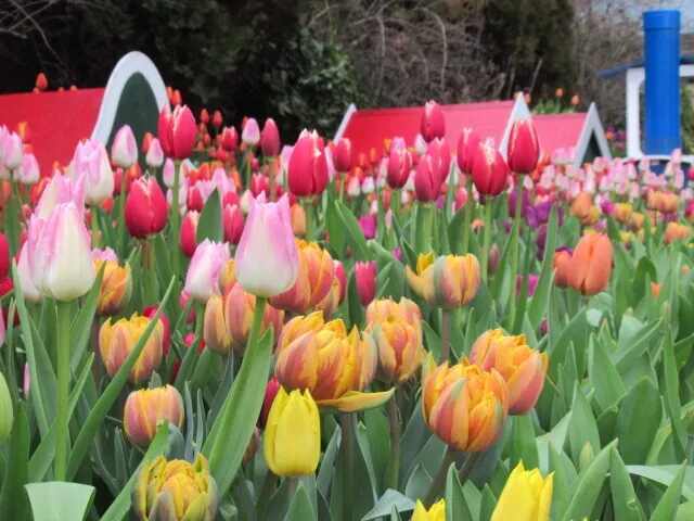 春こいフェス　国営木曽三川公園