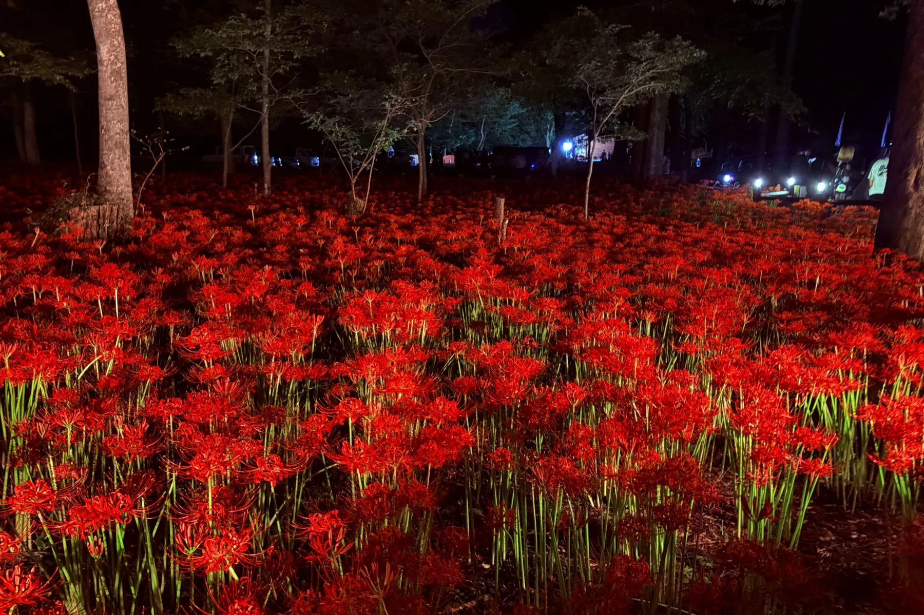 ＜巾着田曼珠沙華まつり＞「巾着田曼珠沙華公園」夜の様子（2026年撮影：レッツエンジョイ東京編集部）