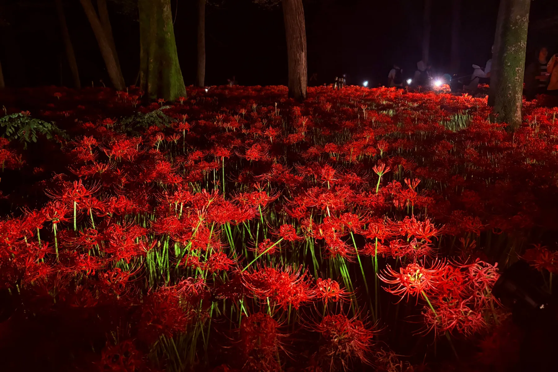 ＜巾着田曼珠沙華まつり＞「巾着田曼珠沙華公園」夜の様子（2026年撮影：レッツエンジョイ東京編集部）