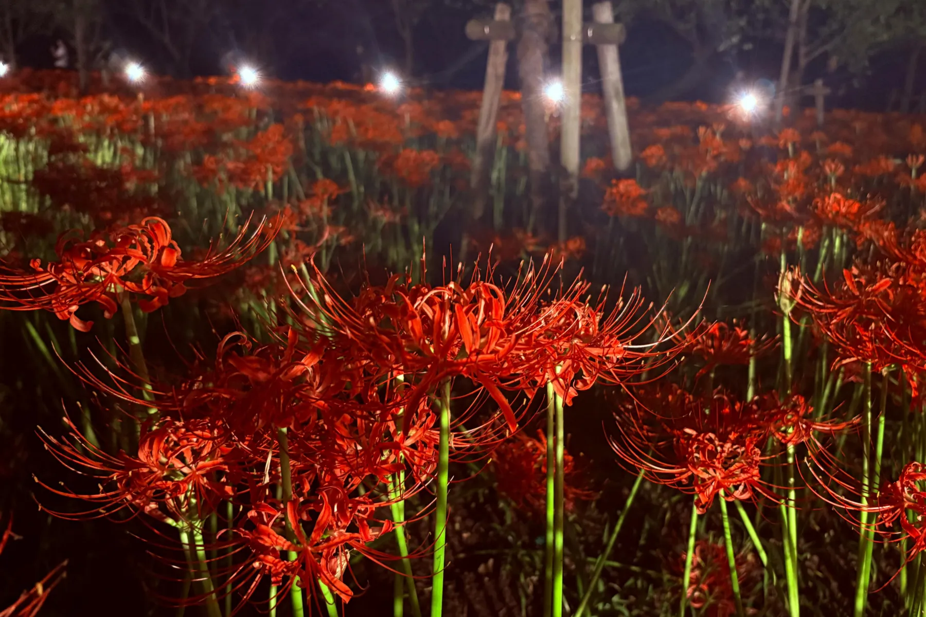 ＜巾着田曼珠沙華まつり＞「巾着田曼珠沙華公園」夜の様子（2026年撮影：レッツエンジョイ東京編集部）
